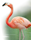 Flamingos em Isla Holbox