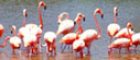 flamingos em Isla Holbox